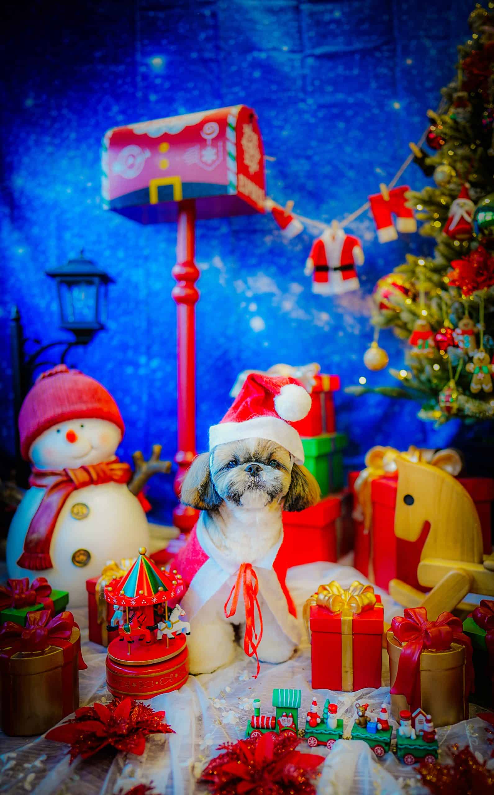 青い背景に雪だるまとツリーを飾ったFREESIAのフォトブースで撮影したわんちゃん