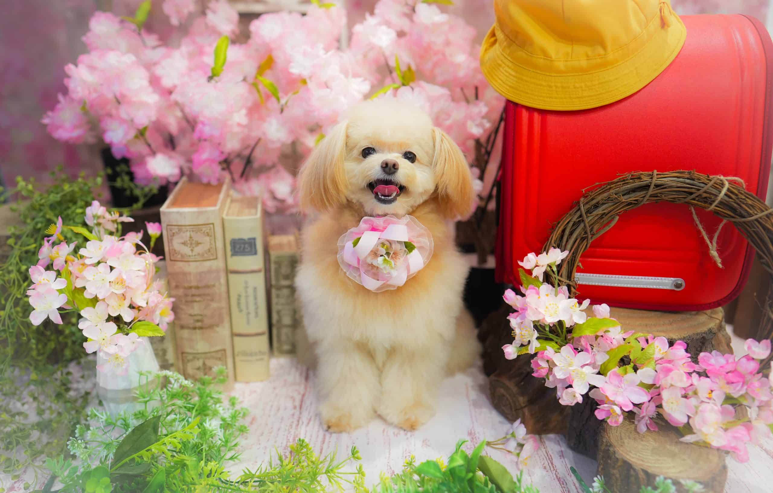 ピンクサロン小型犬 ピンクサロン小型犬